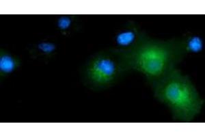 Anti-CD80 mouse monoclonal antibody (ABIN2452896) immunofluorescent staining of COS7 cells transiently transfected by pCMV6-ENTRY CD80 (RC206540). (CD80 anticorps)