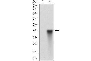 Western blot analysis using THY1 mAb against HEK293 (1) and THY1 (AA: 17-132)-hIgGFc transfected HEK293 (2) cell lysate.