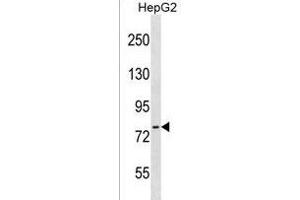 CTEN Antibody (N-term) (ABIN1539033 and ABIN2849943) western blot analysis in HepG2 cell line lysates (35 μg/lane). (Tensin 4 anticorps  (N-Term))
