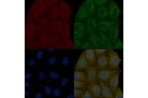 EPS15 Mouse Monoclonal Antibody staining Hela cells by IF/ICC. (EPS15 anticorps)