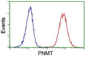 Image no. 2 for anti-Phenylethanolamine N-Methyltransferase (PNMT) antibody (ABIN1500308) (PNMT anticorps)