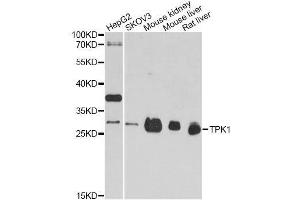 Western blot analysis of extracts of various cell lines, using TPK1 antibody. (TPK1 anticorps  (AA 1-243))