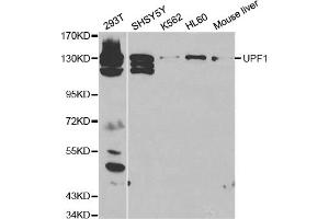Western blot analysis of extracts of various cell lines, using UPF1 antibody. (RENT1/UPF1 anticorps)