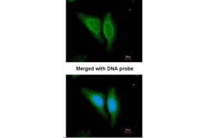ICC/IF Image Immunofluorescence analysis of paraformaldehyde-fixed HeLa, using EGFR, antibody at 1:200 dilution.