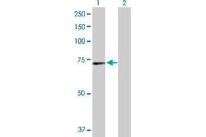 Western Blot analysis of MEF2D expression in transfected 293T cell line by MEF2D MaxPab polyclonal antibody. (MEF2D anticorps  (AA 1-521))