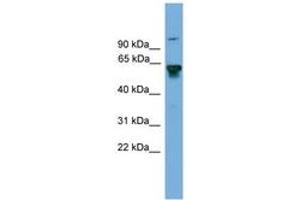 Image no. 1 for anti-Bridging Integrator 2 (BIN2) (AA 359-408) antibody (ABIN6745623)