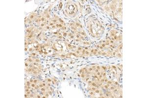 Immunohistochemistry of paraffin-embedded rat ovary using TAZ Rabbit pAb (ABIN6130800, ABIN6150278, ABIN6150279 and ABIN6224227) at dilution of 1:50 (40x lens). (WWTR1 anticorps  (AA 1-230))