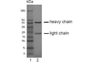 SDS-PAGE analysis of purified Kα-5H5 monoclonal antibody.
