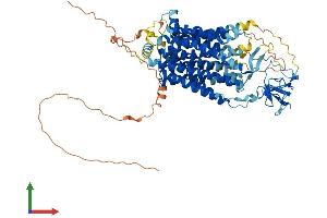 AlphaFold protein structure predicition of Human Recombinant SLCO6A1 Protein, UniprotID Q86UG4
