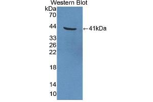Figure. (GAL4 anticorps  (AA 1-332))