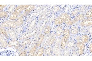 Detection of LZM in Bovine Kidney Tissue using Polyclonal Antibody to Lysozyme (LZM)