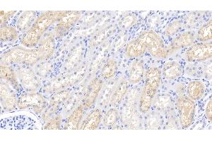 Detection of LZM in Bovine Kidney Tissue using Polyclonal Antibody to Lysozyme (LZM) (LYZ anticorps  (AA 18-147))