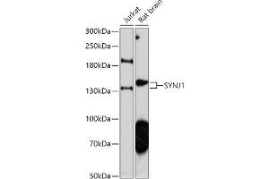 Western blot analysis of extracts of various cell lines, using SYNJ1 antibody (ABIN7270666) at 1:1000 dilution. (Synaptojanin 1 anticorps  (AA 100-200))
