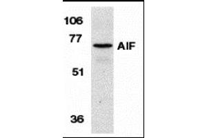 Western blot analysis of AIF in K562 cell lysate with AIF antibody at 1 µg/mL. (AIF anticorps  (N-Term))