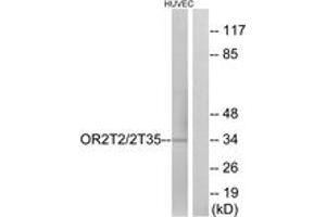 Western Blotting (WB) image for anti-Olfactory Receptor, Family 2, Subfamily T, Member 35 (OR2T35) (AA 201-250) antibody (ABIN2890928) (OR2T35 anticorps  (AA 201-250))