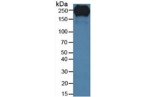 Rabbit Detection antibody from the kit in WB with Positive Control: Human serum. (Fibronectin Kit CLIA)