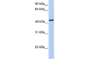 WB Suggested Anti-PAICS Antibody Titration:  0. (PAICS anticorps  (N-Term))