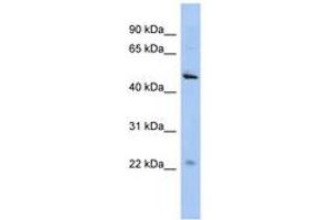Image no. 1 for anti-Chromosome 12 Open Reading Frame 50 (C12ORF50) (AA 35-84) antibody (ABIN6743700) (C12ORF50 anticorps  (AA 35-84))