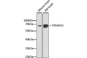 Western blot analysis of extracts of various cell lines, using TSP antibody (ABIN6129687, ABIN6149634, ABIN6220872 and ABIN6220873) at 1:1000 dilution. (TSPAN33 anticorps  (C-Term))