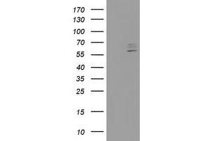 Image no. 2 for anti-Cytochrome P450, Family 2, Subfamily J, Polypeptide 2 (CYP2J2) antibody (ABIN1497733) (CYP2J2 anticorps)