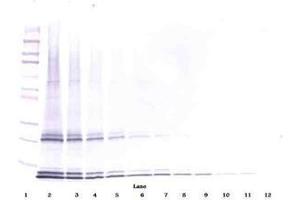 Image no. 2 for anti-Interleukin 15 (IL15) antibody (ABIN465267) (IL-15 anticorps)