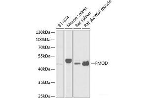 Western blot analysis of extracts of various cell lines using FMOD Polyclonal Antibody at dilution of 1:1000. (Fibromodulin anticorps)
