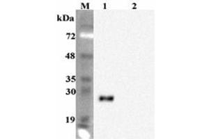 Western blot analysis using anti-FGF-19 (human), mAb (FG98-6)  at 1:2000 dilution. (FGF19 anticorps)