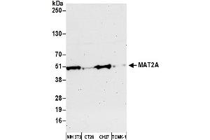 Western Blotting (WB) image for anti-Methionine Adenosyltransferase II, alpha (MAT2A) (AA 1-50) antibody (ABIN7452566) (MAT2A anticorps  (AA 1-50))
