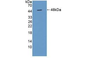 Figure. (TUFT1 anticorps  (AA 1-390))