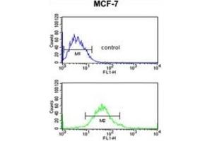 Flow Cytometry (FACS) image for anti-Glucose-6-Phosphate Dehydrogenase (G6PD) antibody (ABIN3002234) (Glucose-6-Phosphate Dehydrogenase anticorps)