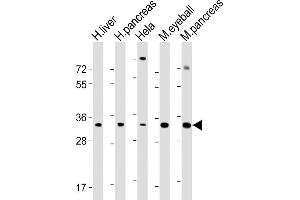 SFRP5 anticorps  (AA 190-219)