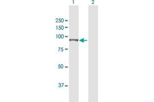 Western Blot analysis of TGM1 expression in transfected 293T cell line by TGM1 MaxPab polyclonal antibody.
