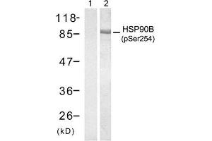 Western blot analysis of extract from HT29 cells treated with anisomycin (500ng/ml, 30min), using HSP90B (Phospho-Ser254) antibody (E011196, Lane 1 and2). (HSP90AB1 anticorps  (pSer254))
