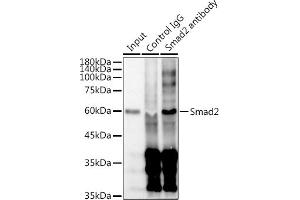 Immunoprecipitation analysis of 300 μg extracts of HeLa cells using 3 μg Smad2 antibody (ABIN7270344). (SMAD2 anticorps)