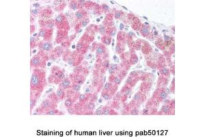 Image no. 1 for anti-Der1-Like Domain Family, Member 1 (DERL1) (AA 200-251), (C-Term) antibody (ABIN363436)