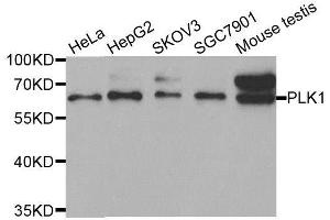 Western blot analysis of extracts of various cell lines, using PLK1 antibody. (PLK1 anticorps  (AA 304-603))