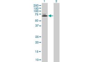 Western Blot analysis of IFNGR1 expression in transfected 293T cell line by IFNGR1 MaxPab polyclonal antibody. (IFNGR1 anticorps  (AA 1-489))
