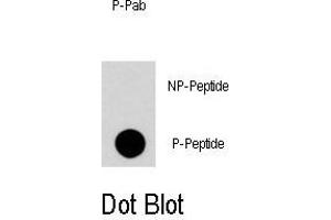 Dot blot analysis of Phospho-RGS19-S24 Antibody (ABIN389781 and ABIN2839690) on nitrocellulose membrane. (RGS19 anticorps  (pSer24))