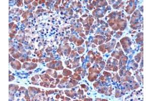 ABIN185374 (3µg/ml) staining of paraffin embedded Human Pancreas.