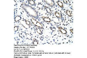 Rabbit Anti-KHDRBS3 Antibody  Paraffin Embedded Tissue: Human Kidney Cellular Data: Epithelial cells of renal tubule Antibody Concentration: 4.