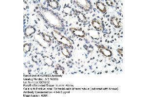 Rabbit Anti-KHDRBS3 Antibody  Paraffin Embedded Tissue: Human Kidney Cellular Data: Epithelial cells of renal tubule Antibody Concentration: 4. (KHDRBS3 anticorps  (C-Term))