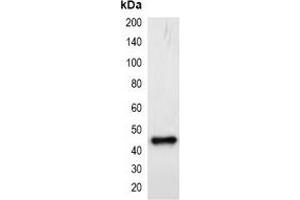 Western blot analysis of over-expressed mCherry-tagged protein in 293T cell lysate. (mCherry anticorps)