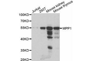 Western Blotting (WB) image for anti-Membrane Protein, Palmitoylated 1, 55kDa (MPP1) antibody (ABIN1980314)