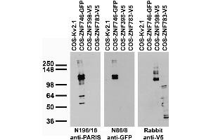 anti-Zinc Finger Protein 746 (ZNF746) (AA 1-322), (N-Term) antibody