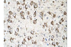 Image no. 2 for anti-Solute Carrier Family 26 (Sulfate Transporter), Member 8 (SLC26A8) (AA 901-950) antibody (ABIN396883)