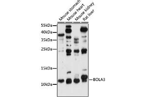 Western blot analysis of extracts of various cell lines, using BOL antibody (ABIN7265891) at 1:1000 dilution. (BOLA3 anticorps  (AA 1-68))