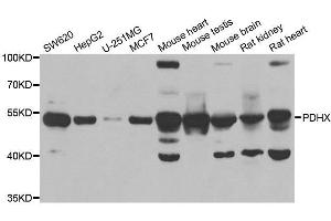 Western blot analysis of extracts of various cell lines, using PDHX antibody.