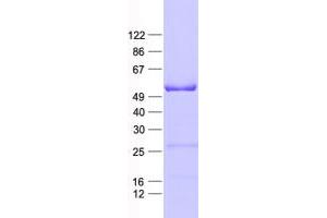 Validation with Western Blot