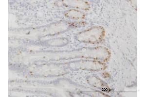 Immunoperoxidase of monoclonal antibody to FOXA2 on formalin-fixed paraffin-embedded human small Intestine. (FOXA2 anticorps  (AA 363-457))