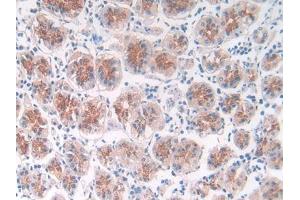 IHC-P analysis of Human Kidney Tissue, with DAB staining. (APLP2 anticorps  (AA 607-852))